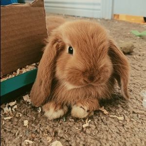 Meet your Posher, Allie